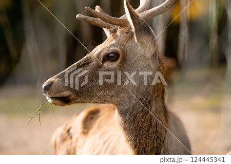 A beautiful young deer walks in the autumn forest on a sunny day. close-up portrait. macro 124445341