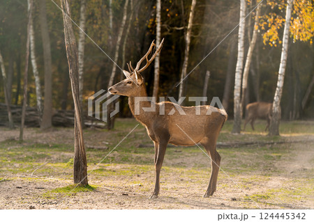 A beautiful young deer walks in the autumn forest on a sunny day. 124445342