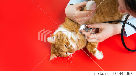 Veterinarian holding stethoscope near cat. Treatment of animals and care for their health. Tabby ginger kitty. Diagnostics and check the cat's breath. Pet Check-Up Veterinarian holding stethoscope near cat. Treatment of animals and care for their health. Tabby ginger kitty. Diagnostics and check the cat's breath. Pet Check-Up 124445367