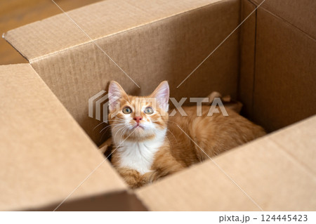 Ginger little cute cat plays in a small box. Fun for cats. Pets 124445423