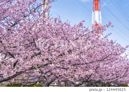 青空と勿来発電所に咲く河津桜 福島県いわき市 青空と勿来発電所に咲く河津桜 福島県いわき市 124445625
