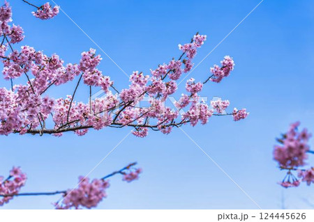 青空と勿来発電所に咲く河津桜 福島県いわき市 青空と勿来発電所に咲く河津桜 福島県いわき市 124445626