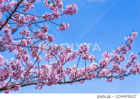 青空と勿来発電所に咲く河津桜　福島県いわき市 124445627