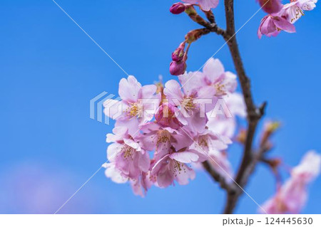 青空と勿来発電所に咲く河津桜　福島県いわき市 124445630