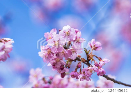 青空と勿来発電所に咲く河津桜　福島県いわき市 124445632