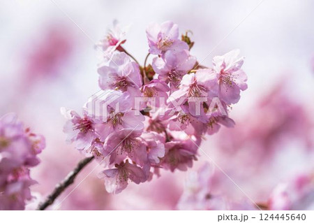 青空と勿来発電所に咲く河津桜　福島県いわき市 124445640