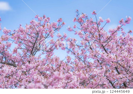 青空と勿来発電所に咲く河津桜 福島県いわき市 青空と勿来発電所に咲く河津桜 福島県いわき市 124445649