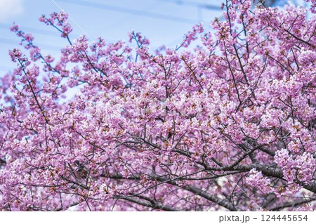 青空と勿来発電所に咲く河津桜 福島県いわき市 青空と勿来発電所に咲く河津桜 福島県いわき市 124445654
