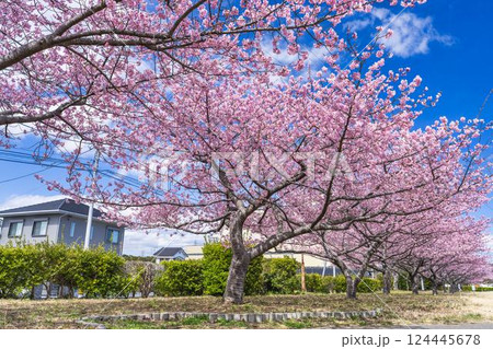 青空と勿来発電所に咲く河津桜 福島県いわき市 青空と勿来発電所に咲く河津桜 福島県いわき市 124445678