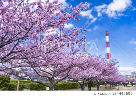 青空と勿来発電所に咲く河津桜 福島県いわき市 青空と勿来発電所に咲く河津桜 福島県いわき市 124445699
