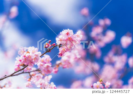 青空と勿来発電所に咲く河津桜　福島県いわき市 124445727