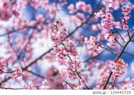 青空と勿来発電所に咲く河津桜　福島県いわき市 124445729