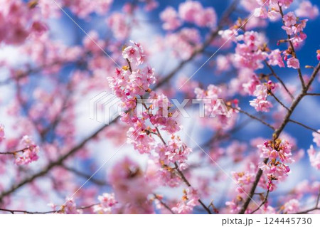 青空と勿来発電所に咲く河津桜　福島県いわき市 124445730