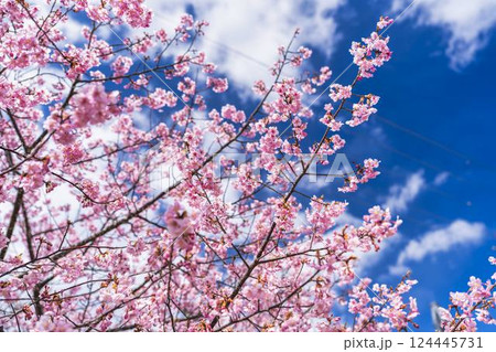 青空と勿来発電所に咲く河津桜　福島県いわき市 124445731