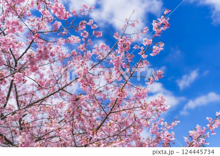 青空と勿来発電所に咲く河津桜 福島県いわき市 青空と勿来発電所に咲く河津桜 福島県いわき市 124445734