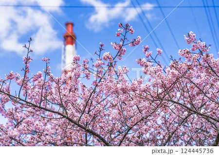 青空と勿来発電所に咲く河津桜　福島県いわき市 124445736