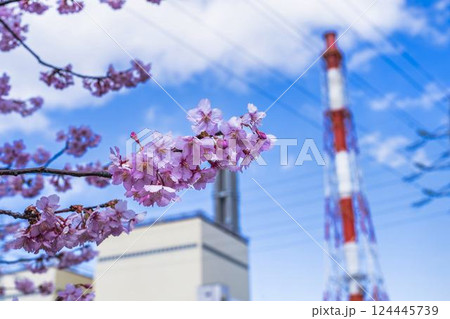 青空と勿来発電所に咲く河津桜　福島県いわき市 124445739