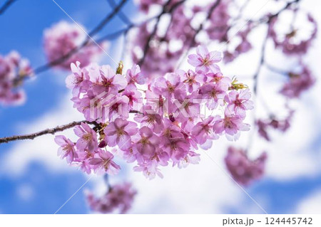 青空と勿来発電所に咲く河津桜　福島県いわき市 124445742