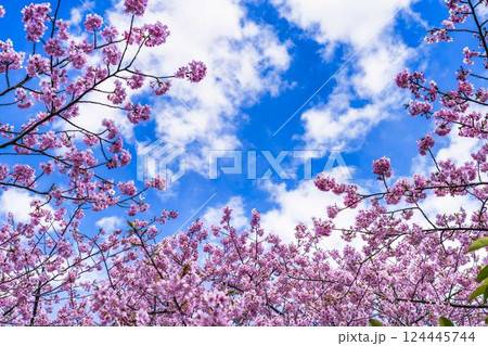 青空と勿来発電所に咲く河津桜　福島県いわき市 124445744
