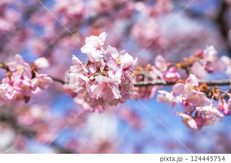 青空と勿来発電所に咲く河津桜　福島県いわき市 124445754
