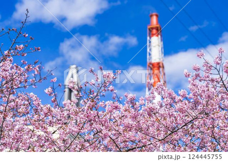 青空と勿来発電所に咲く河津桜　福島県いわき市 124445755