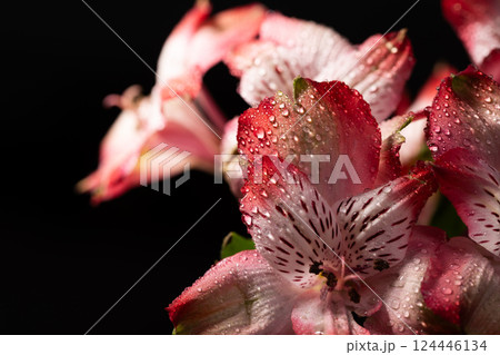 Elegant Pink Flowers with Dew on Their Delicate Petals Sparkling in the Morning Light Elegant Pink Flowers with Dew on Their Delicate Petals Sparkling in the Morning Light 124446134