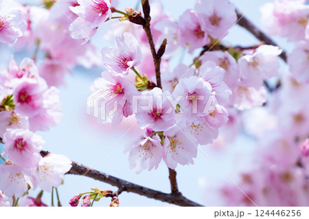 開花したばかりの桜 124446256