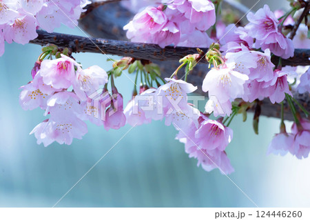 開花したばかりの桜 124446260