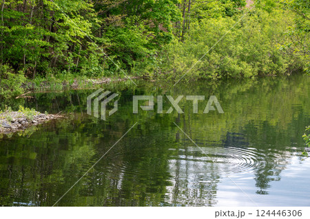 新緑を映す水面の波紋 124446306