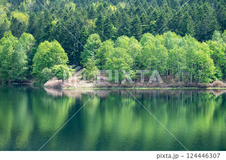 新緑を映す湖の水面 124446307