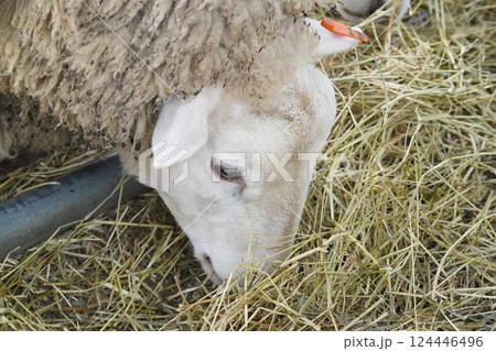 牧草を食む羊 124446496