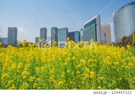 【東京都】大都会の癒し空間　菜の花咲く浜離宮恩賜庭園 124447122