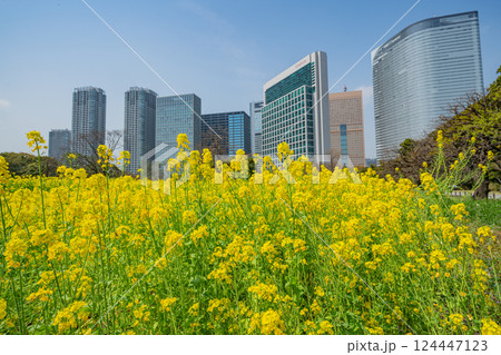 【東京都】大都会の癒し空間 菜の花咲く浜離宮恩賜庭園 【東京都】大都会の癒し空間 菜の花咲く浜離宮恩賜庭園 124447123