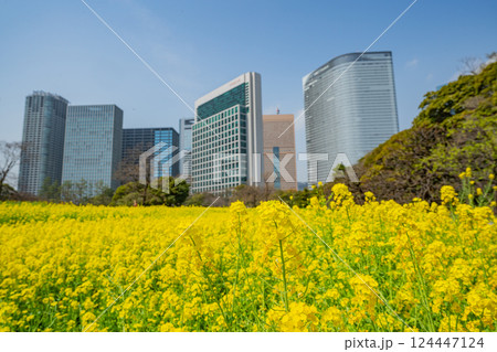 【東京都】大都会の癒し空間　菜の花咲く浜離宮恩賜庭園 124447124