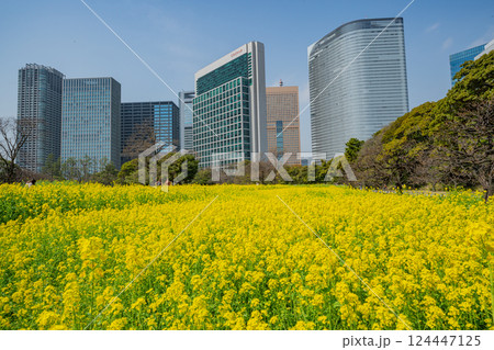 【東京都】大都会の癒し空間 菜の花咲く浜離宮恩賜庭園 【東京都】大都会の癒し空間 菜の花咲く浜離宮恩賜庭園 124447125