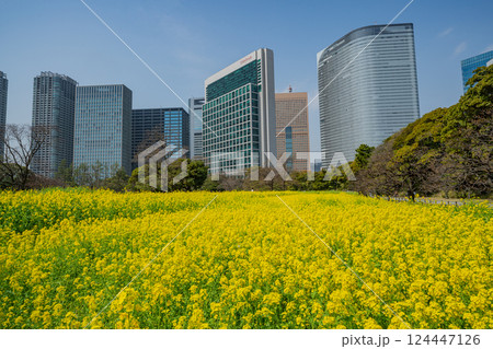 【東京都】大都会の癒し空間 菜の花咲く浜離宮恩賜庭園 【東京都】大都会の癒し空間 菜の花咲く浜離宮恩賜庭園 124447126