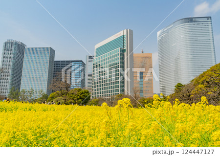 【東京都】大都会の癒し空間 菜の花咲く浜離宮恩賜庭園 【東京都】大都会の癒し空間 菜の花咲く浜離宮恩賜庭園 124447127