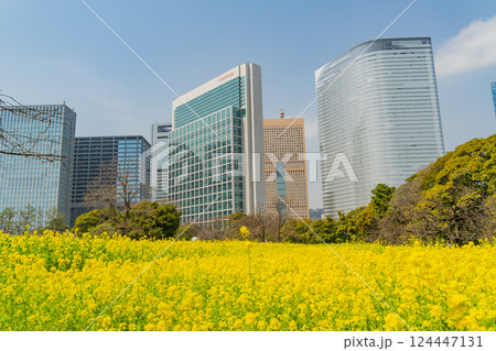 【東京都】大都会の癒し空間 菜の花咲く浜離宮恩賜庭園 【東京都】大都会の癒し空間 菜の花咲く浜離宮恩賜庭園 124447131