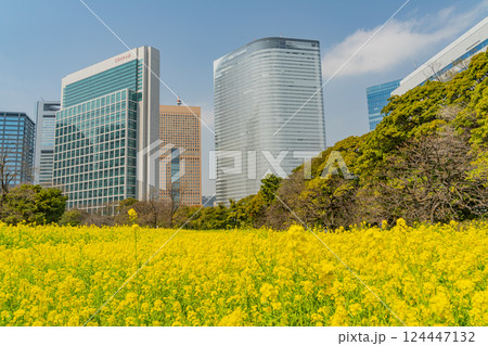 【東京都】大都会の癒し空間 菜の花咲く浜離宮恩賜庭園 【東京都】大都会の癒し空間 菜の花咲く浜離宮恩賜庭園 124447132