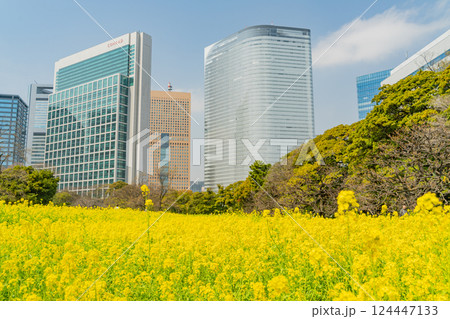 【東京都】大都会の癒し空間 菜の花咲く浜離宮恩賜庭園 【東京都】大都会の癒し空間 菜の花咲く浜離宮恩賜庭園 124447133