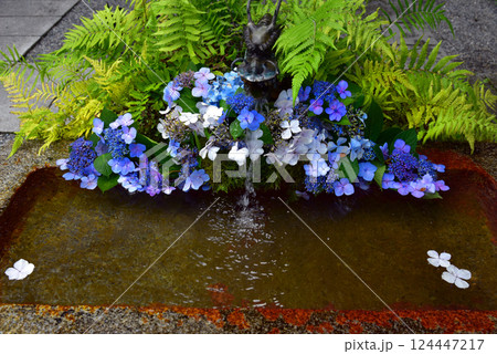 水に浮かぶ紫陽花と龍 124447217