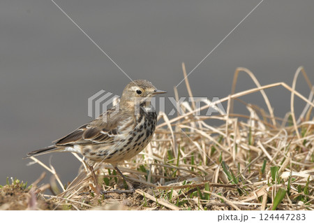 タヒバリ 124447283