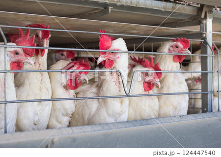 Breeding chickens on a poultry farm for chicken meat, close-up Breeding chickens on a poultry farm for chicken meat, close-up 124447540