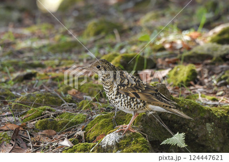 トラツグミ トラツグミ 124447621