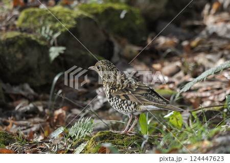 トラツグミ 124447623