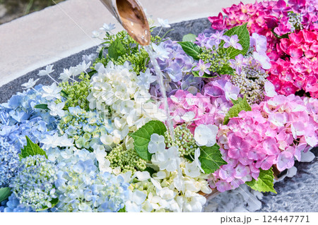 手水に浮かぶ紫陽花 手水に浮かぶ紫陽花 124447771