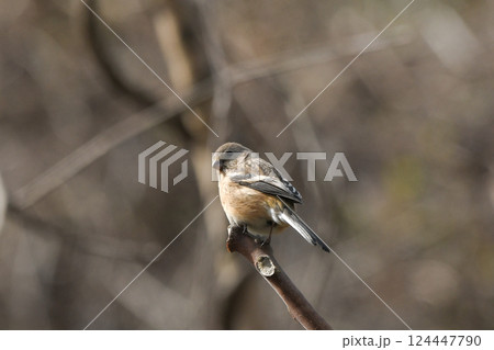 ベニマシコ 124447790