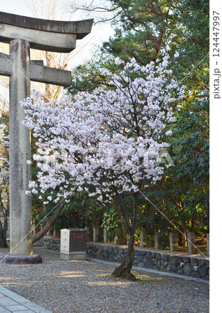 御香宮神社の桜 124447997