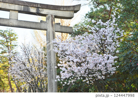 御香宮神社の桜 御香宮神社の桜 124447998
