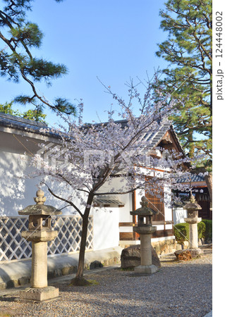 御香宮神社の桜 御香宮神社の桜 124448002